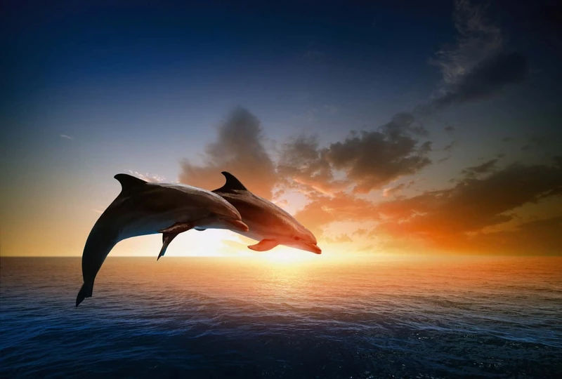Scenolia Photo Wallpaper Poster 3 x 2.70 m XXL Design