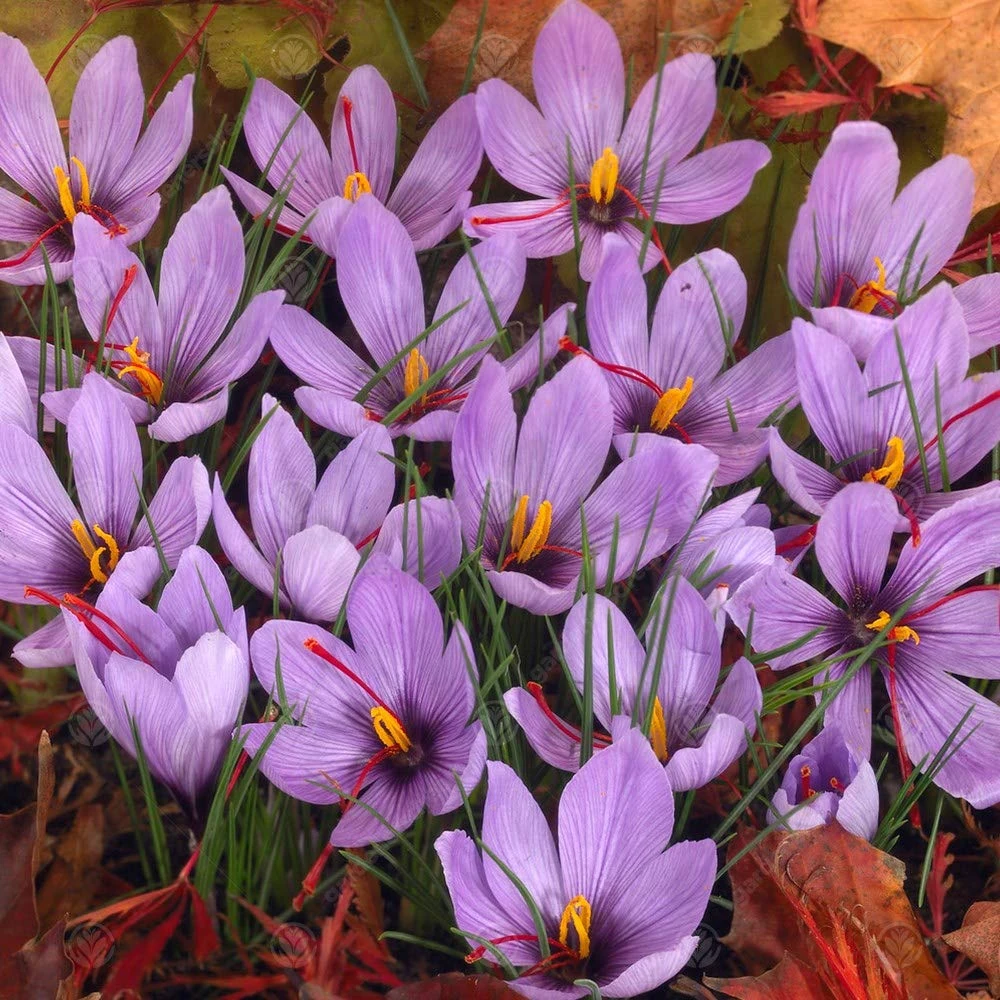 GardenersDream 25 x Crocus Sativus Bulbs - Beautiful Autumn Flowering - Outdoor Plants for Gardens, Borders, Containers - Dwarf Hardy Pollinator Friendly Garden Bulbs - Grow Your Own Saffron