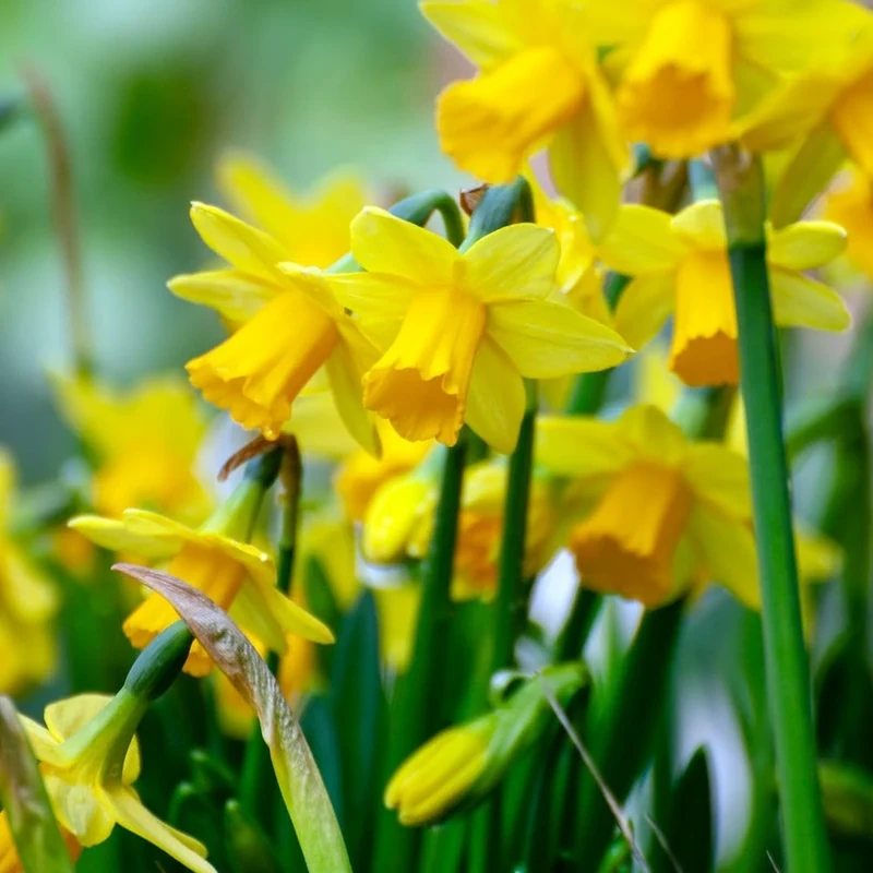 Daffodil 'Tete-a-Tete' Spring Bulbs – 25x Dwarf Hardy Plants with Bright Yellow Trumpet Flowers | Low Maintenance & Easy to Grow | Ideal for Vibrant Spring Gardens by Thompson & Morgan