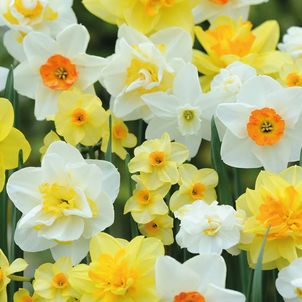 Spring Garden Daffodil Hardy Spring Bulb Collection with Classic Bright Yellow and White Flowers, Low Maintenance and Easy to Grow, 20 x Daffodil (Narcissus) T&M Mix Bulbs by Thompson & Morgan