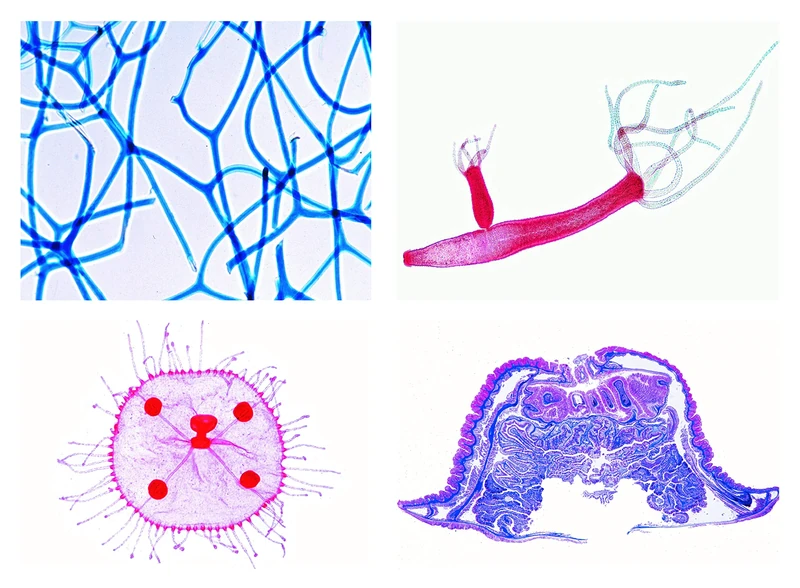 3B Scientific Biology Microscopy Micropräparate Series_ Single (Protozoa)