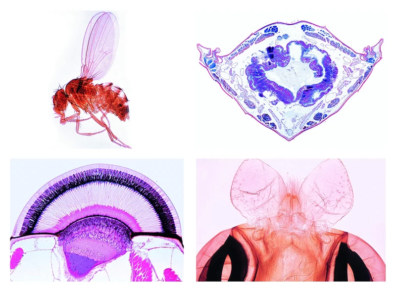 3B Scientific Biology Microscopy Micropräparates Series Spider Animals and Thousands