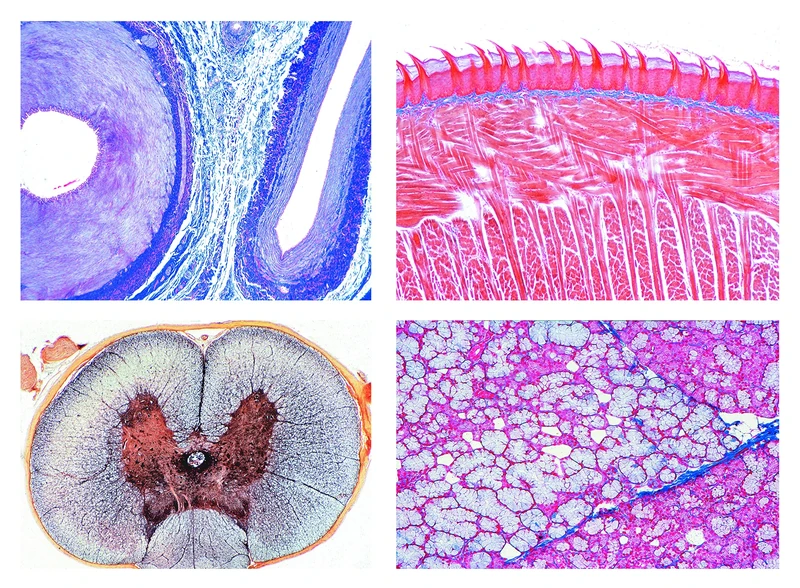 3B Scientific Biology Microscopy Micropräparates Series_ Histology of Man (Base)