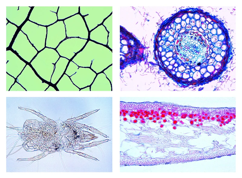 3B Scientific Biology Microscopy Micropräparate Series_ Environment II: Water: Water pollution