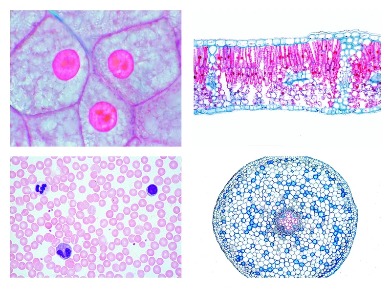 3B Scientific Biology Microscopy Micropräparates Series_ Embryonic development of a mammalian