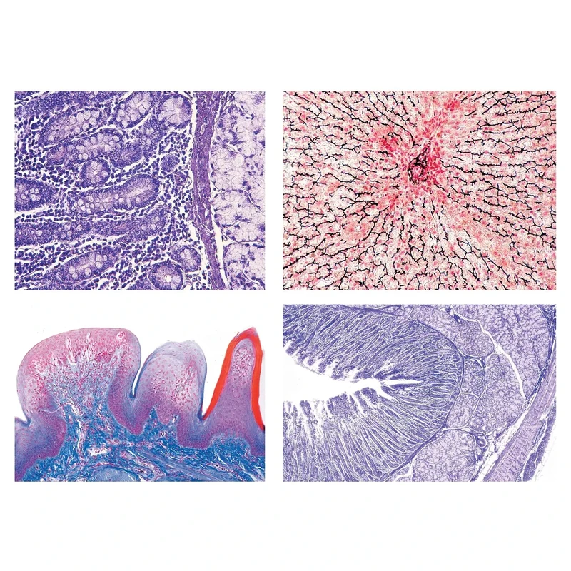 3B Scientific Biology Microscopy Micropräparate Series_ Breathing and Circulatory System