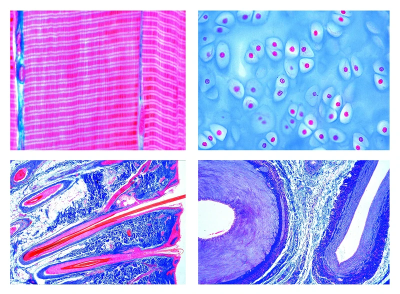 LIEDER 2400_DE Histology of Mammalia Elementary Set, German Slides