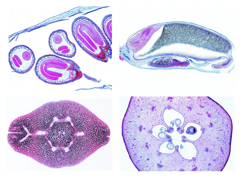 3B Scientific Biology Microscopy Microproparates Series Flowering plants (Magnoliopsida): Blossom