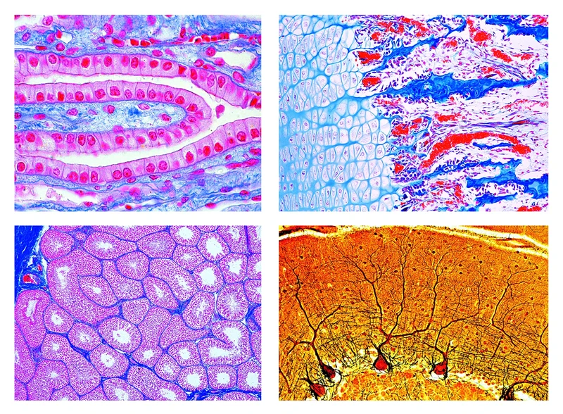 LIEDER Biology Microscopy Micropräparate Series_ Histology:Mammals (Basic series)