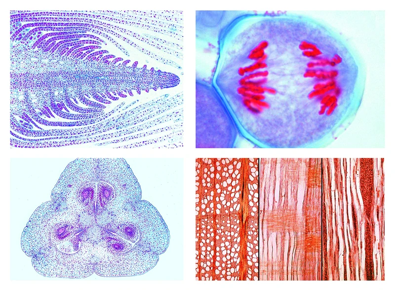 LIEDER 2900_DE Phanerogamae Supplementary Set, German Slides