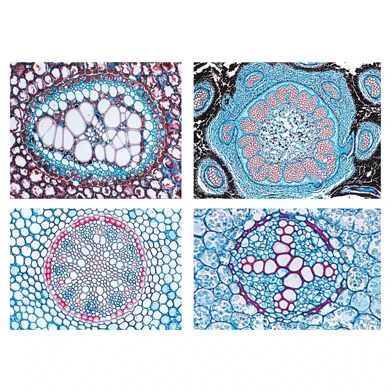 3B Scientific Biology Microscopy Microproparates Series Flowering plants (Phanerogamae): Supplementary series