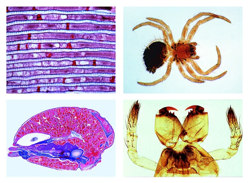 3B Scientific Biology Microscopy Micropräparates Series_ Crustaceans (Crustacea)