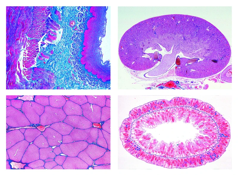 3B Scientific Biology Microscopy Micropräparates Series_ Cell, Tissue and Organs
