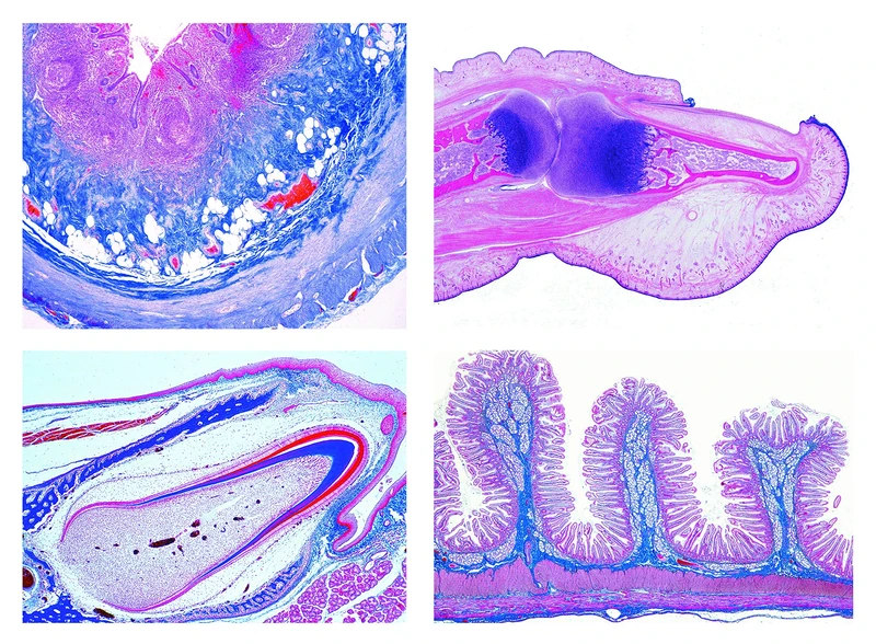 LIEDER Micropreparation Series - Histology of Man II