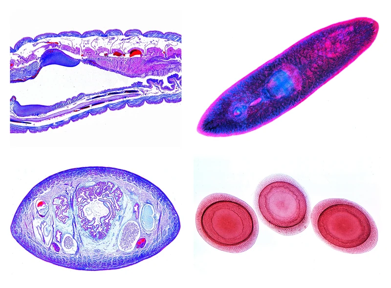 3B Scientific Biology Microscopy Microscopy Series Sponges and Hollow Animals (Coelenterata, Porifera)