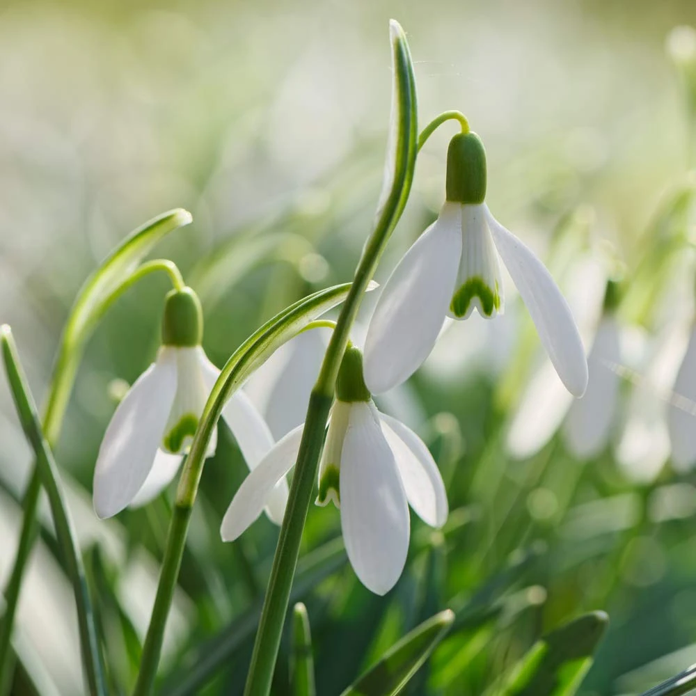 Snowdrop Bulbs for Planting Now UK, Hardy Spring Flowering, White Blooms, Ideal for Garden Borders & Patios, Easy to Establish, 20x Galanthus Elwesii (Giant Snowdrop) Bulbs by Thompson & Morgan