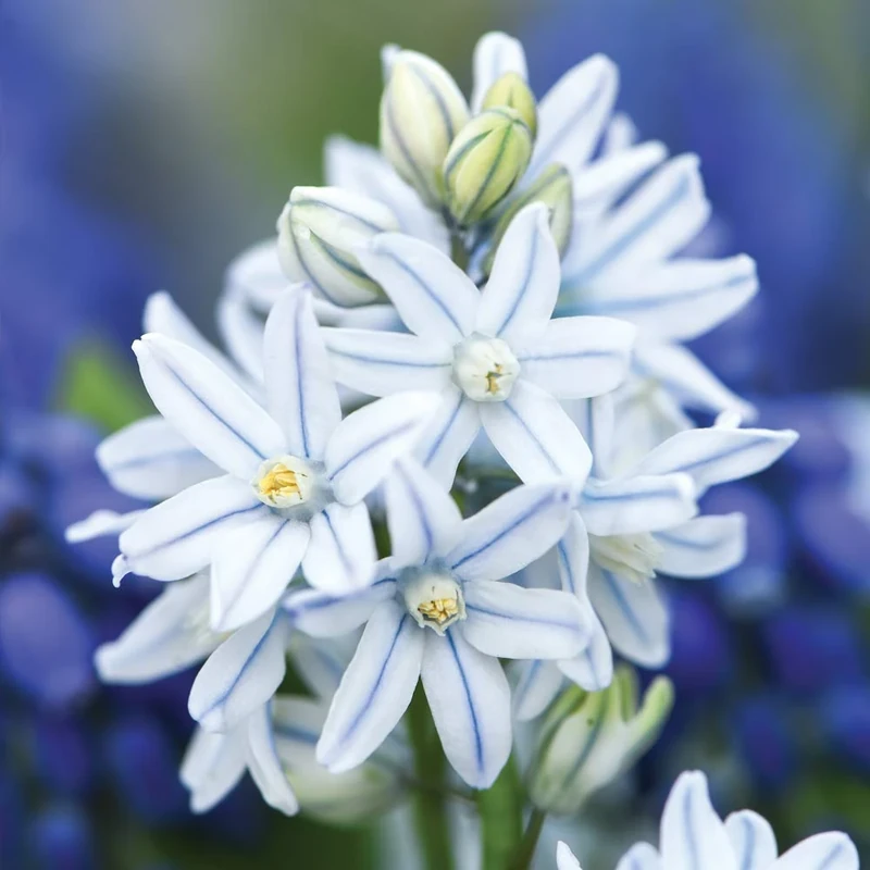 200x Russian Snowdrop Bulbs - Hardy Spring Flowering Bulbs for Garden Borders & Patio Pots, Easy to Grow Star-Shaped White & Blue Flowers - Ground Cover & Rockeries by Thompson & Morgan