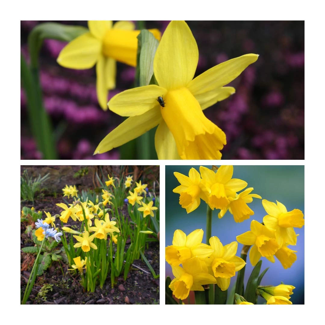 Narcissus Tete a Tete Flower Bulbs Size 8/10 (50) One of The Most Popular Dwarf Daffodils. Easy to Grow