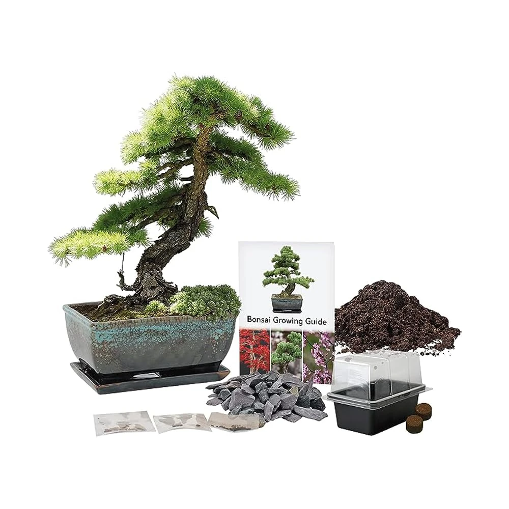 Pronto Seed Grow Your Own Bonsai Tree Kit with Glazed Ceramic Planter - Complete Indoor Growing Set with Pine, Sweet Gum & Red Bud Bonsai Seeds - Gardening Gift for Men