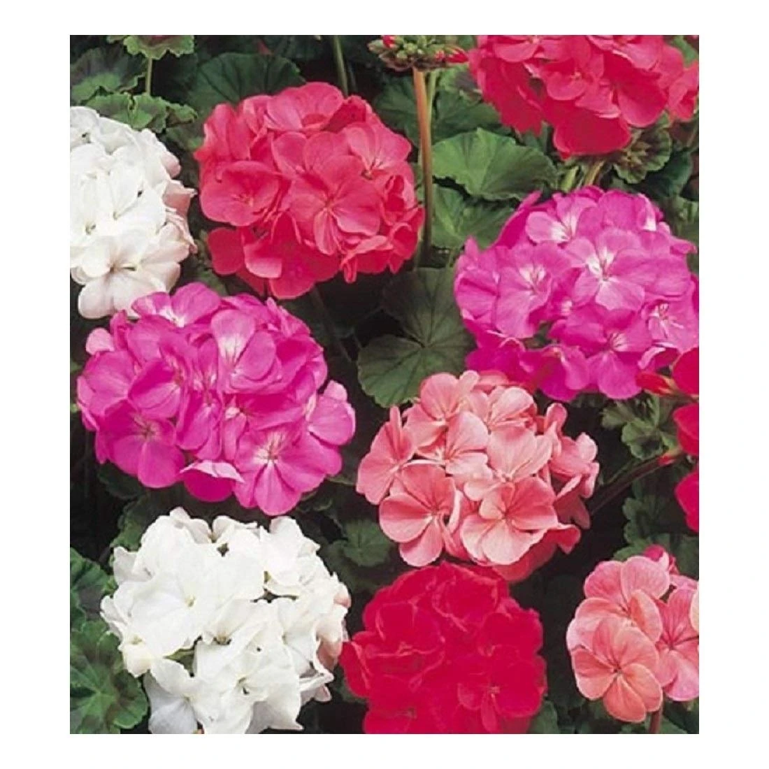 PREMIER SEEDS DIRECT - Geranium F2 Seeds - COLORAMA Mix (250 Seeds)