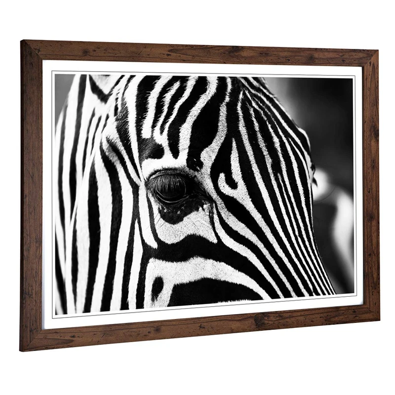 Big Box Art Framed Print of Zebra (2) Design | Wall Art Picture | Home Decor for Kitchen, Living, Dining Room, Lounge, Bedroom, Hallway, Office, Walnut, A2 / 24.5x18 Inch / 62x45cm