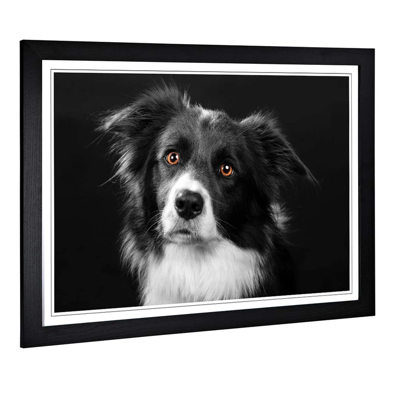 Big Box Art Framed Print of Border Collie Dog 2 Design | Wall Art Picture | Home Decor for Kitchen, Living, Dining Room, Lounge, Bedroom, Hallway, Office, Black, A2 / 24.5x18 Inch / 62x45cm - Image 1