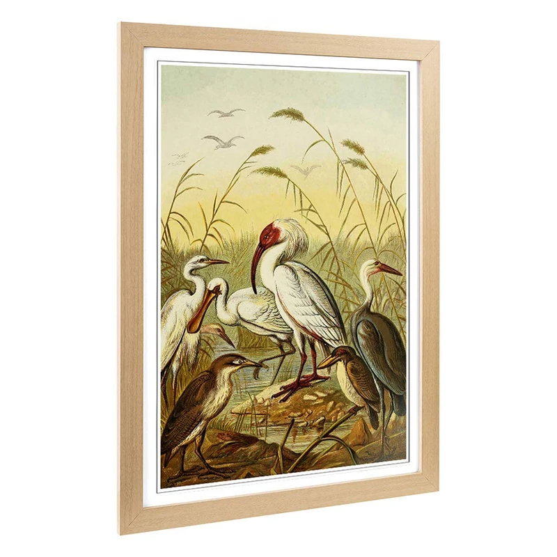 Big Box Art Framed Print of Vintage Natural History Cranes. Herons & Spoonbill Design | Wall Art Picture| Home Decor for Kitchen, Living Room, Bedroom, Office, Oak, A2 / 24.5x18 Inch / 62x45cm