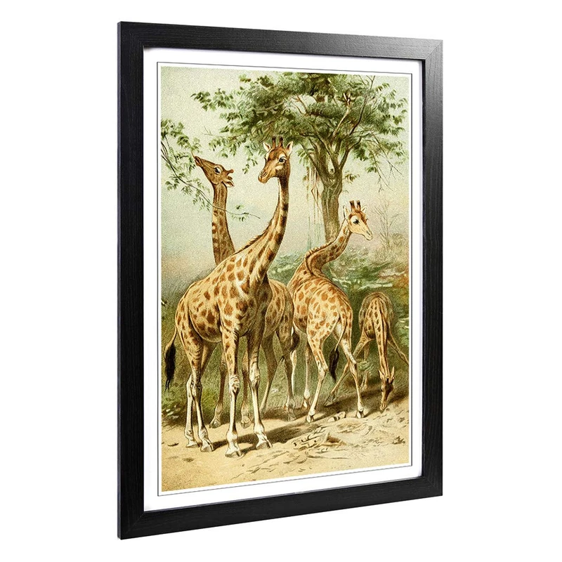 Big Box Art Framed Print of Vintage South African Giraffes Design | Wall Art Picture | Home Decor for Kitchen, Living, Dining Room, Bedroom, Hallway, Office, Black, A2 / 24.5x18 Inch / 62x45cm
