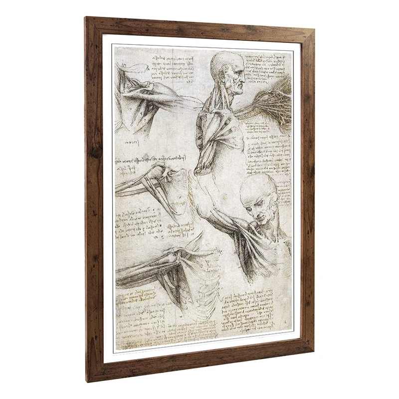Big Box Art Framed Print of Leonardo Da Vinci Anatomy 4 Design | Wall Art Picture | Home Decor for Kitchen, Living, Dining Room, Bedroom, Hallway, Office, Walnut, A2 / 24.5x18 Inch / 62x45cm - Image 1