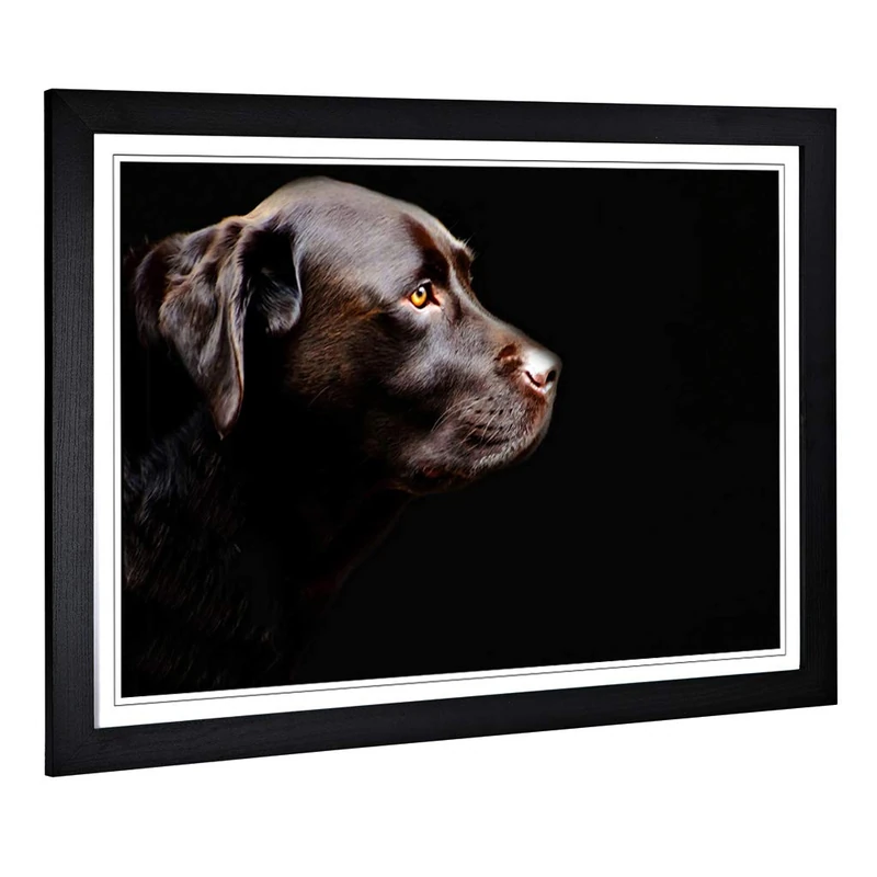 Big Box Art Framed Print of Chocolate Labrador Dog (2) Design | Wall Art Picture | Home Decor for Kitchen, Living, Dining Room, Bedroom, Hallway, Office, Black, A2 / 24.5x18 Inch / 62x45cm