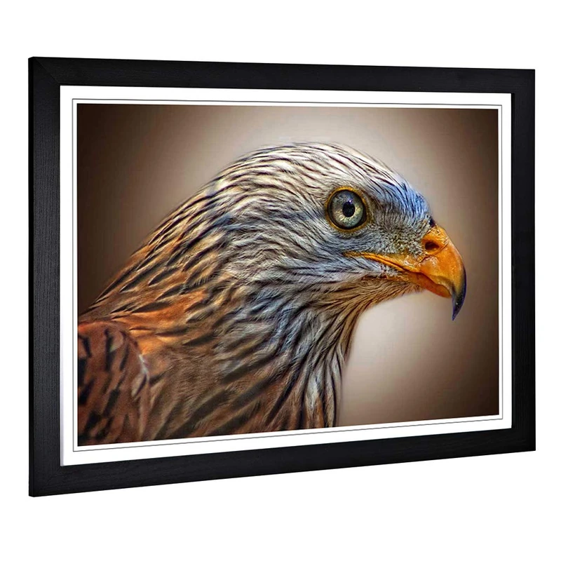 Big Box Art Framed Print of Red Kite Bird Design | Wall Art Picture | Home Decor for Kitchen, Living, Dining Room, Lounge, Bedroom, Hallway, Office, Black, A2 / 24.5x18 Inch / 62x45cm - Image 1