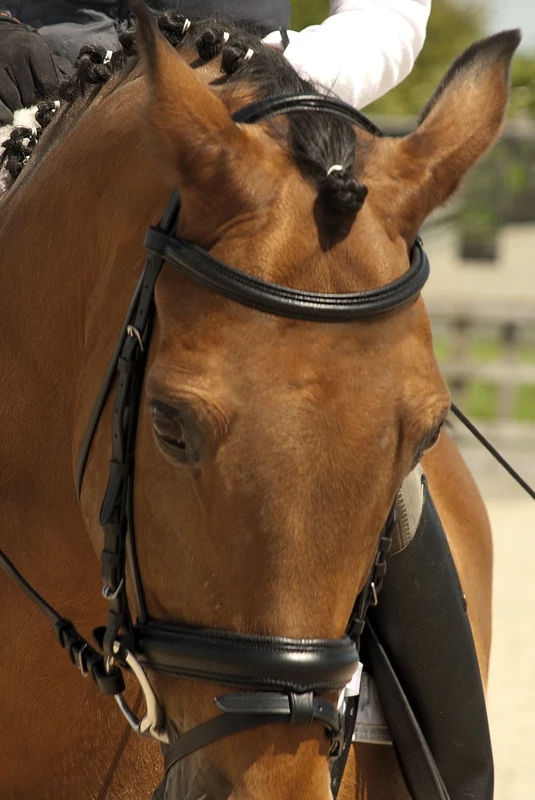 Rhinegold Comfort Bridle - Cob - Havana