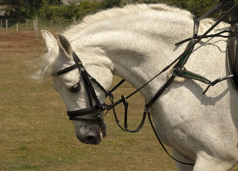 Rhinegold 5-Point Breastplate - Full- Black