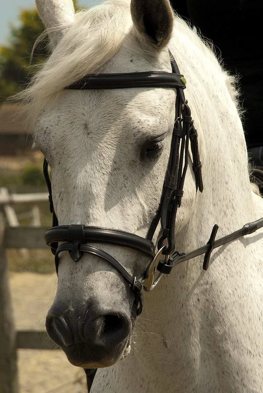Rhinegold Bridle - Pony - Black