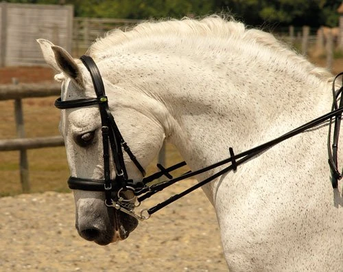 Rhinegold Double Comfort Bridle - Cob - Havana