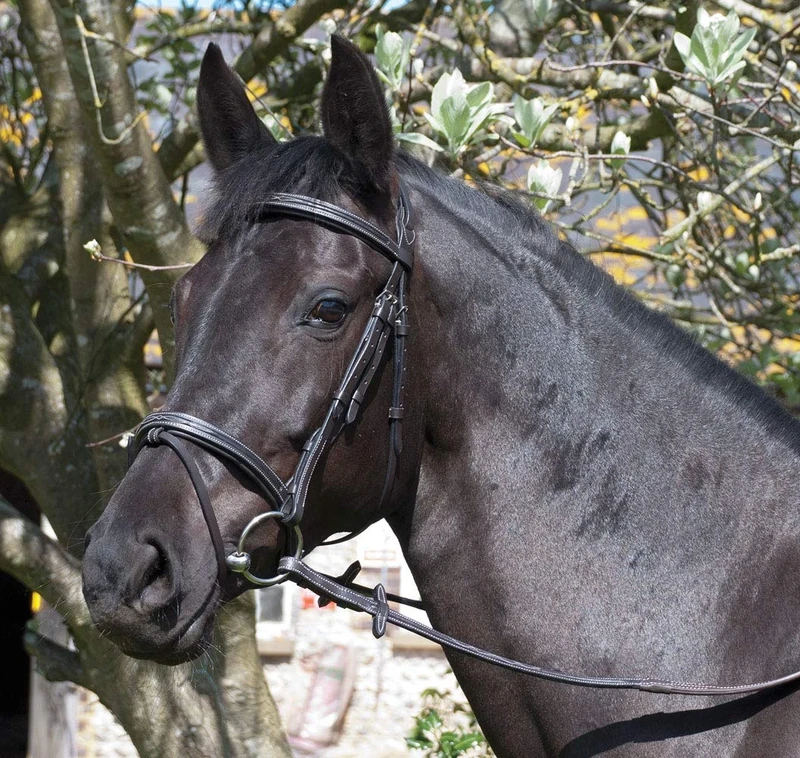 Rhinegold Elegance Stitched Flash Bridle-Pony-Havana
