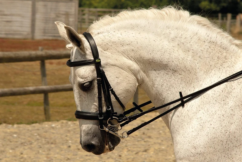 Rhinegold Double Comfort Bridle - Pony - Havana