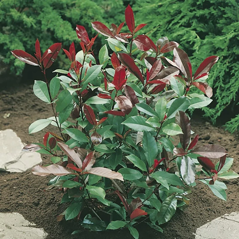 Photinia 'Red Robin' Shrub Hedging Pack 10 Plants in 9cm Pots