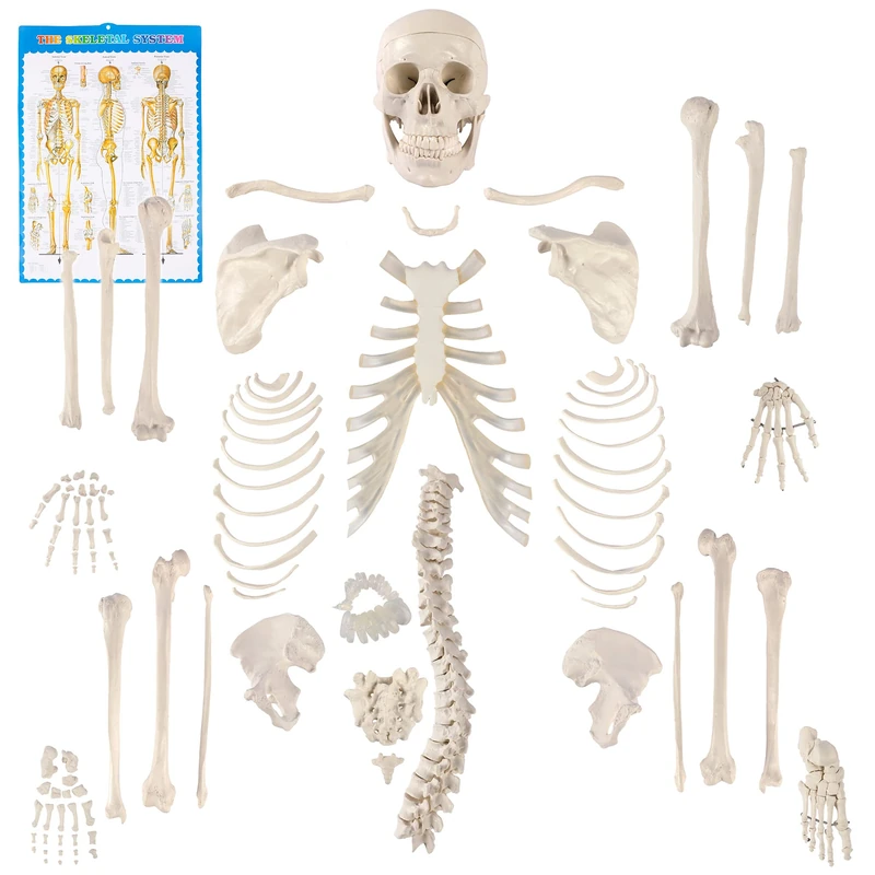 Houseables Disarticulated Human Skeleton, Full Unassembled Anatomical Model, Life Sized, 62 Inch Height, Plastic, w/Poster, Skull, Bones, Articulated Hand & Foot, Study of Skeletal System,