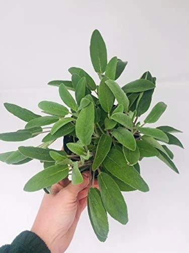 Large Sage Herb Plant in a 1.5litre Pot, Broad Leafed Variety Herb Plant