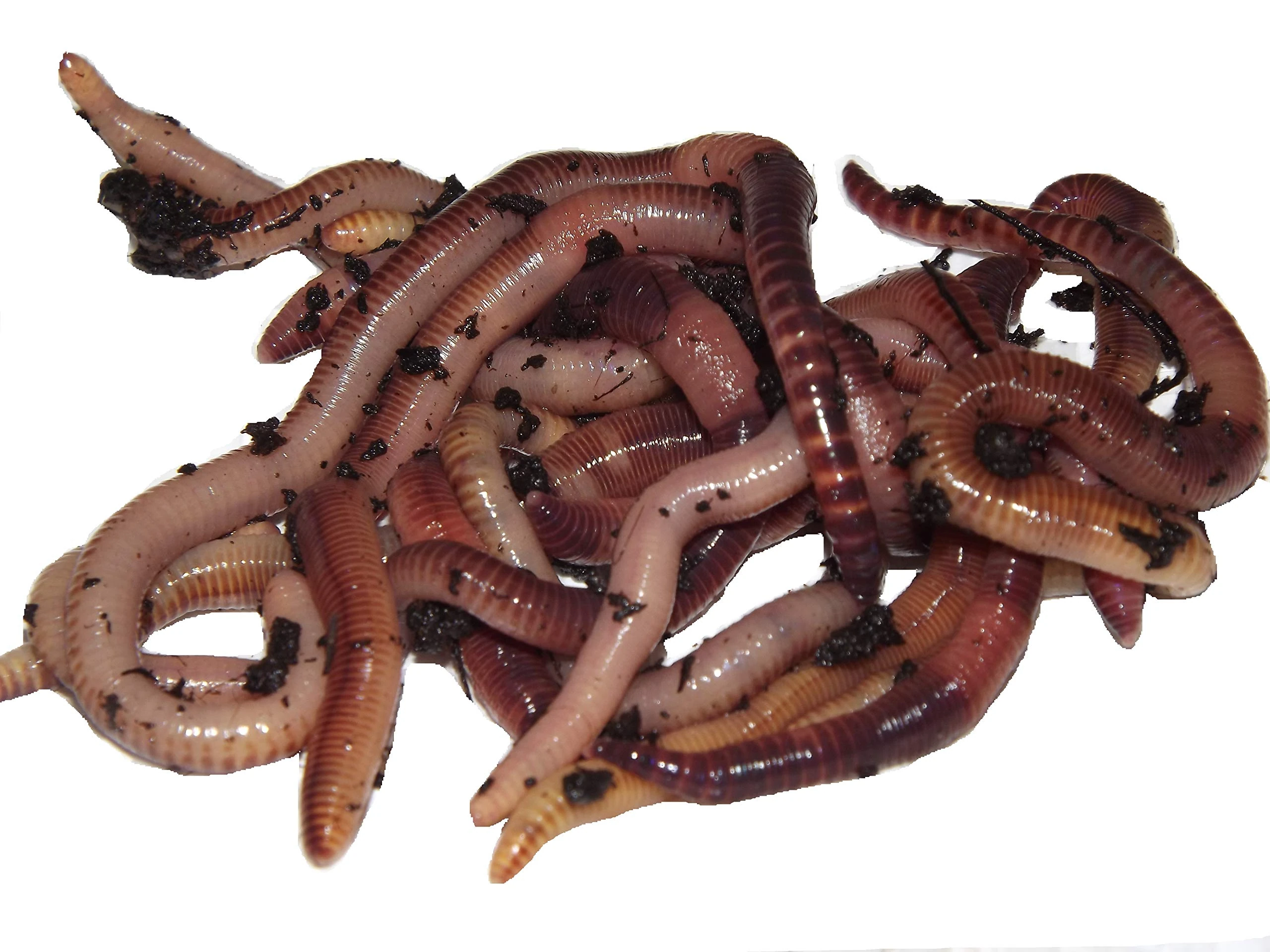 Yorkshire Worms LARGE Dendrobaena worms 100g Pack - Suitable for Composting and Wormery Starter Packs (100g)