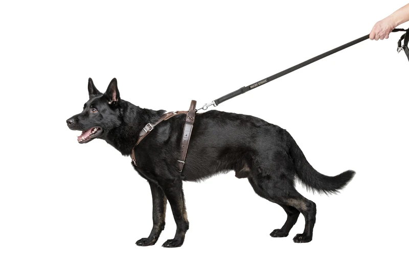 DINGO GEAR Predator Stylish Leather Harness For Dog, Hand Crafted, Sturdy Genuine Leather, Chromed Fittings, Short Handle, Adjustable, Fine Bronze, Size XL (S02-19)