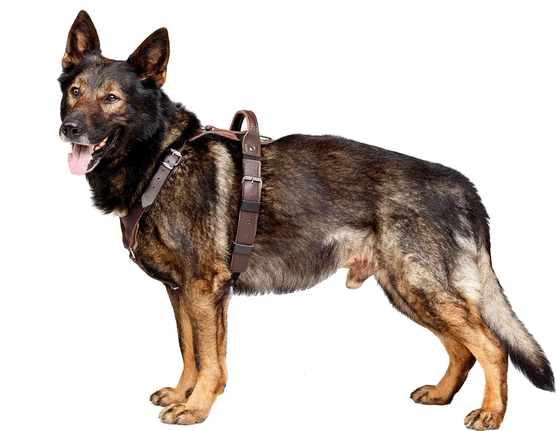 DINGO GEAR Company President's Harness For Dog, Symbol of Prosperity And Power, The Brown Classic Style, Genuine Leather, Chromed Fittings, Size L (S03-18)