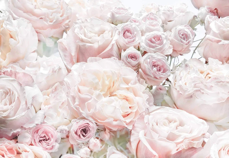 Komar Spring 8-976 Photo Wallpaper Wall Decoration Roses Bedroom Romantic Flower Design Size 368 x 254 cm - Image 1