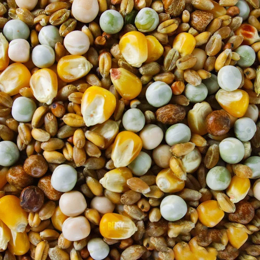 BusyBeaks Four Seasons Pigeon Corn | Premium Grade Natural Food Mix | Rich in Nutritious Oils Vitamins and Minerals | Perfect Year-Round Wild Bird Seed Feed | High in Protein Energy & Fibre (500g)