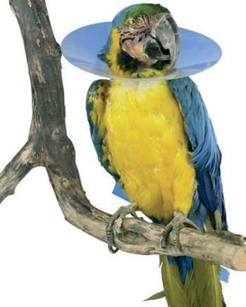 Sanibird ISABELINO Necklace for Birds 1X10UD 20CM KRUUSE