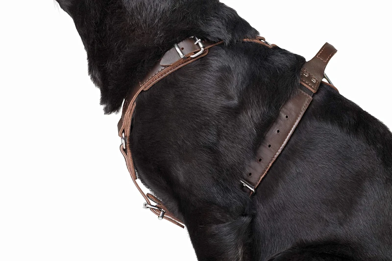 DINGO GEAR Epic Dog Harness, Classic Leather with Almighty Safety System, Adjustable, Cushioned, Lined, Approved by Professionals, Size XL, Brown (S05-19)