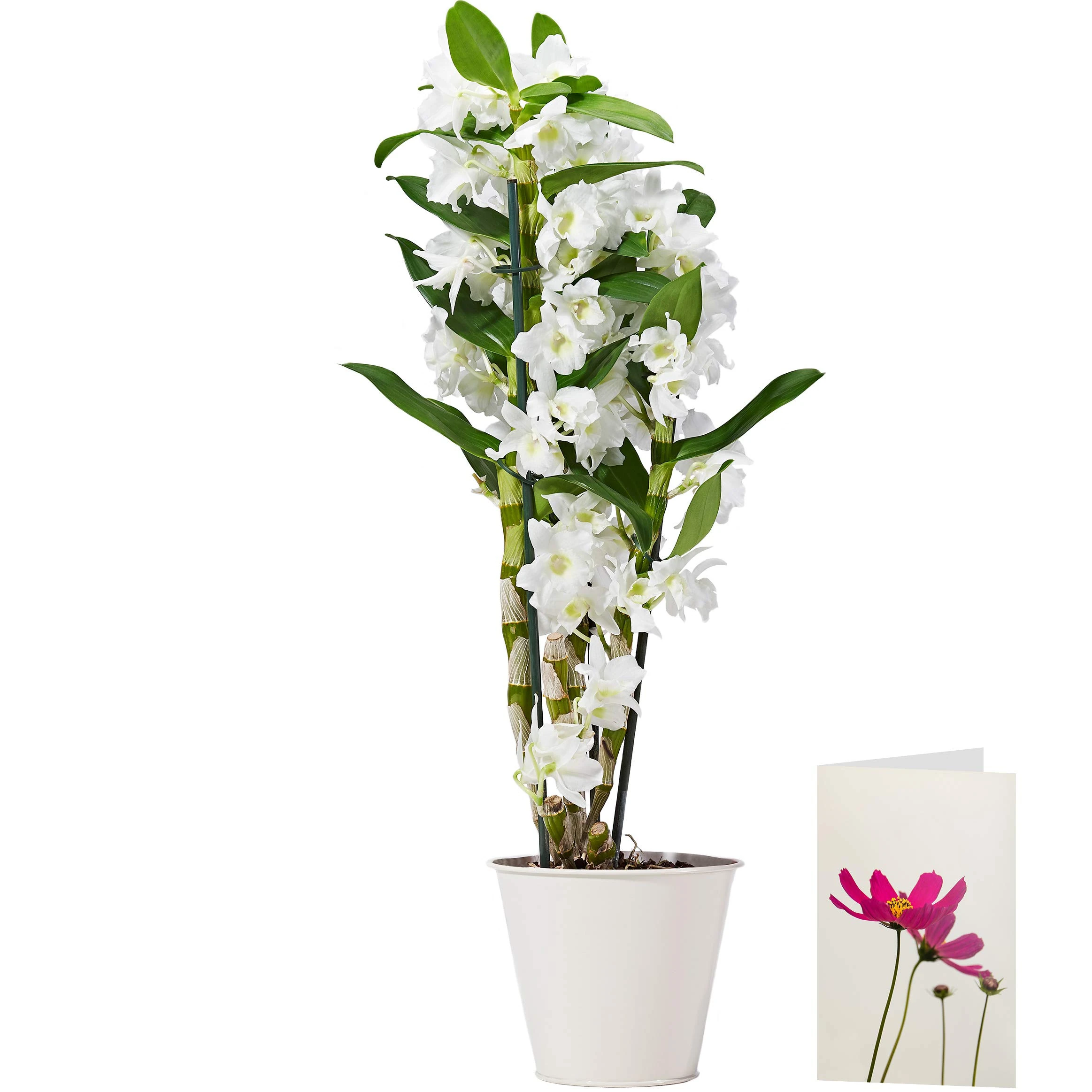White Dendrobium Orchid Plant Delivered | Free UK Delivery | Pot Included | FREE Personalised Card & Message | Our Orchids are the Perfect Indoor House Plants | An Ideal Fresh Flower Gift for the Home