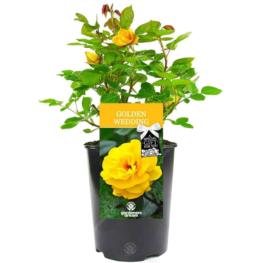 Golden Wedding Rose - 50th Wedding Anniversary - Help Celebrate a Special Couple's Golden Anniversary with a Unique Living Plant Gift