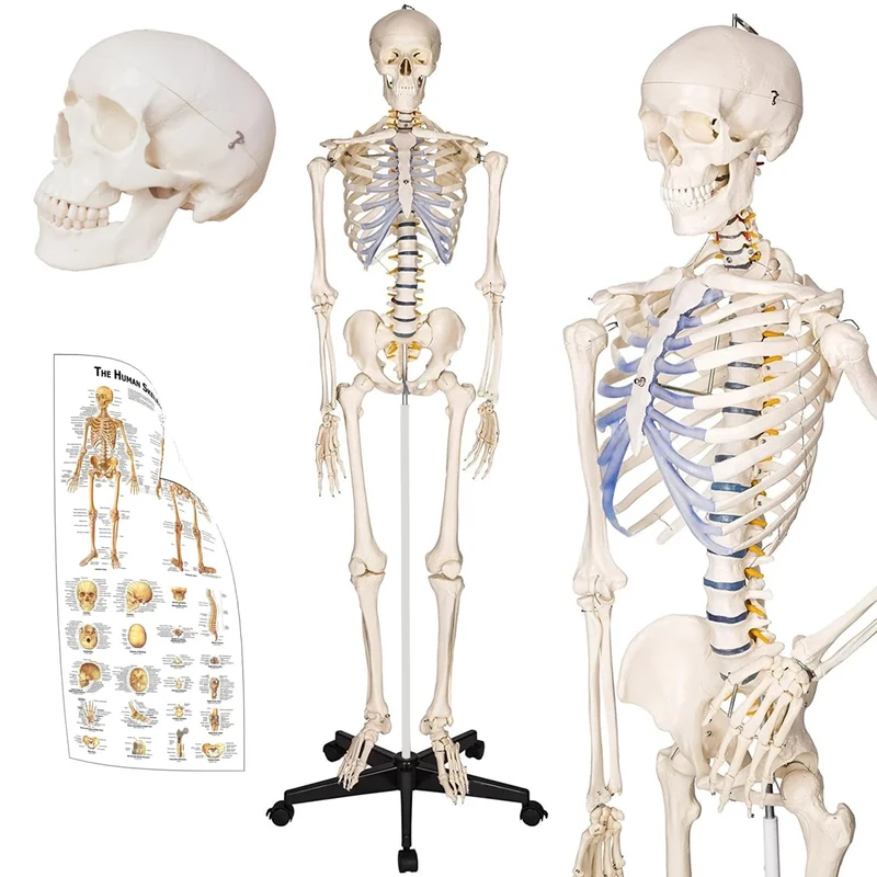 TakeTex 70.8" Life-Size Human Skeleton Model, Including Anatomical Skeleton Model + Colorful Chart + Cover